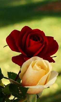 Moon01627506's profile picture. moon