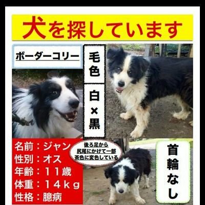 #ボーダーコリー　#保護　　#保護犬　#迷い犬　#迷子犬　#保健所　#ボーダーコリー保護　#老犬保護　#老犬　#保健所収容犬　#収容犬　#雑種　#白黒　#雑種白黒　
　　ワンコ探し専用です。
ボーダーコリーの老犬14才を探しています。逸走場所は埼玉県加須市自宅です。
無断フォロー度々申し訳ありません🙇