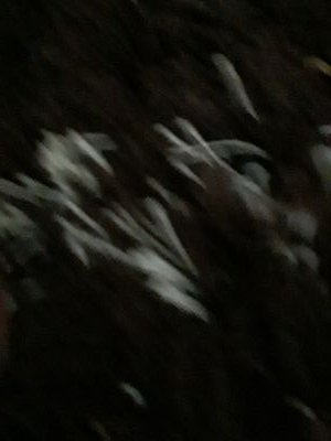 Saulten1's profile picture. اسمع صوتك دون هرجك  وصوتي مسموع بدون اذاعه