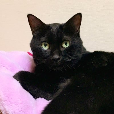 白黒猫 Nyaniiro Twitter