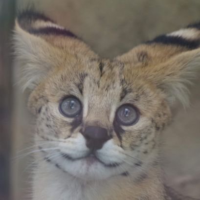 nagarun's profile picture. いろんなアニメが好きなフレンズです！