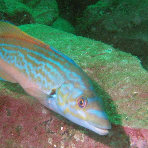 Campaigning to protect wrasse species from over-exploitation in Scotland. A project supported by @siftscotland. Primarily posting from @savewrasse.bsky.social