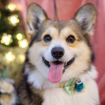 コーちゃんです🐾 2010.7.31生まれの兄弟犬探してます🌻2025.8.2🌈飼い主♀無類の動物好き🦒アニメ・ゲーム実況も好んで見ます🎮コーギー /マクロス/2broさん/三人称さん