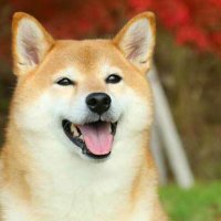 Rayuu T (@rayuu_t) 's Twitter Profile