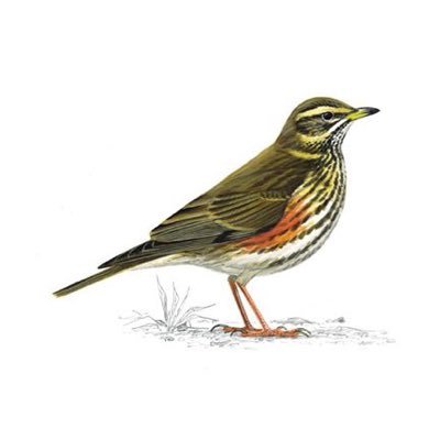 redwingredwing1 Profile Picture