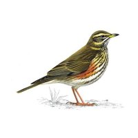 redwing FBPE FBPPR (@redwingredwing1) 's Twitter Profile