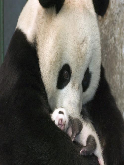 Mascoteria Panda, la mejor tienda de la ciudad de Valdivia.Lo mejor para tu mascota. 280386