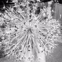 Nino Grillo (@bach_it_up) 's Twitter Profile Photo