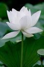 Alisewen's profile picture. My name mean lotus. I would like to make friend with all of you on the world. That help me open my mind, love life.