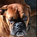 Pryce Da Boxer (@johnpj1979) Twitter profile photo Pryce Da Boxer (@johnpj1979) Twitter profile photo