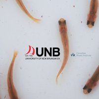 Salmon Research @UNB(@UNBsalmon) 's Twitter Profile Photo