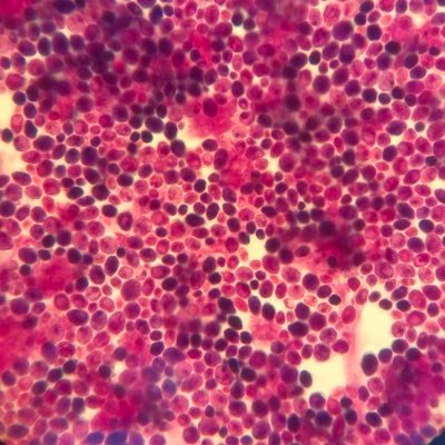 Anmar066's profile picture. 24 years worth of cats and chaos