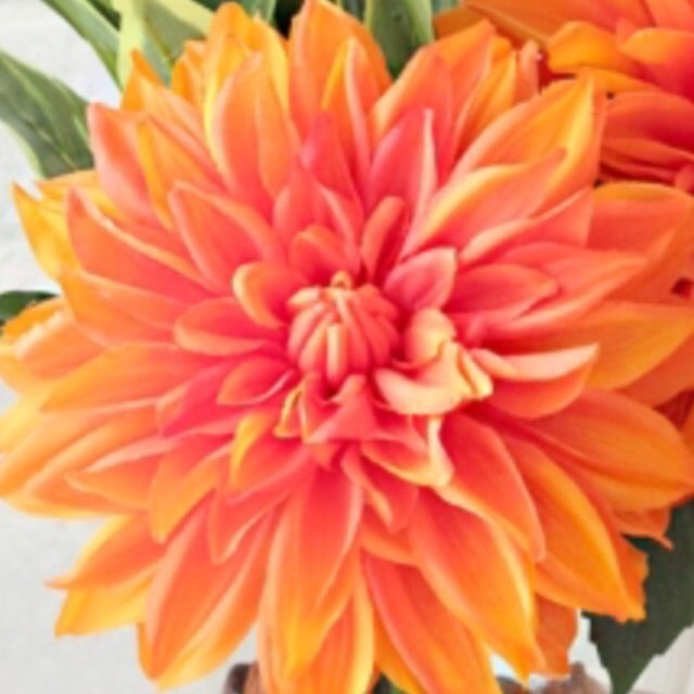 mi_chan5135's profile picture. 