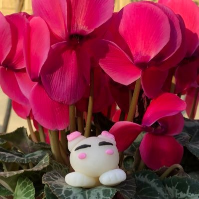 だらけ猫　ただの猫好きです。さんのプロフィール画像
