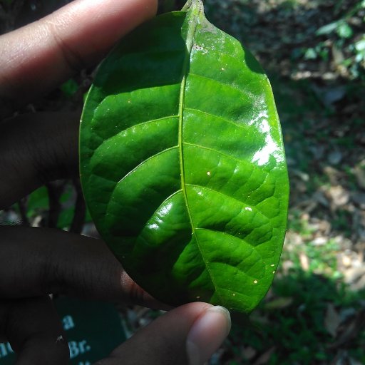 Thoriq_Ulhaqi's profile picture. Urip iku Urup