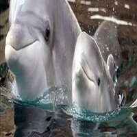 Angie Gibbs - @nihplodDOLPHIN Twitter Profile Photo