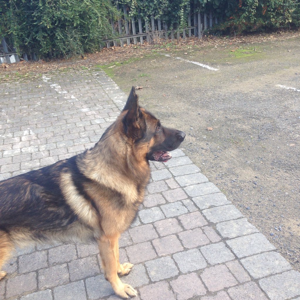 lmkhurling's profile picture. United States Cabinet Sports Government & Politics