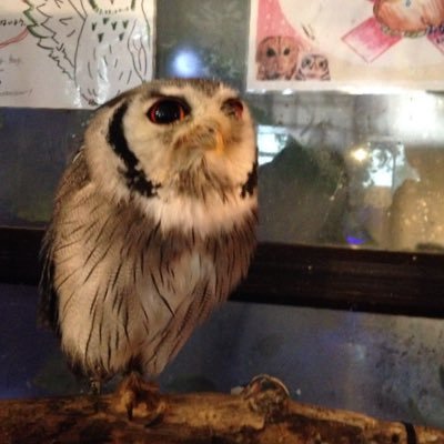 まとりさんのプロフィール画像