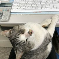 U (@usamitr) 's Twitter Profile
