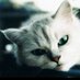灰猫 (@high_neco) Twitter profile photo 灰猫 (@high_neco) Twitter profile photo