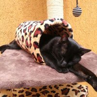 Amor gatuno (@anacupita) 's Twitter Profile