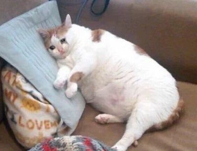 amy. peach refugee, was lamekitten. cw ed and sh. 23f/she/her/infp 🍑