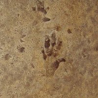 Traces (@kafkajoint) Twitter profile photo