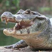 food_voyager's profile picture. 