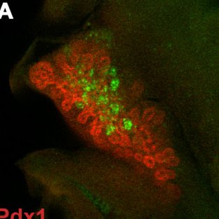 The pancreas functions in digestion and maintenance of normal blood sugar. We study genes/pathways regulating development and function of pancreas cell types.