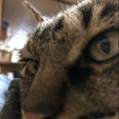 MasakiNekosuki's profile picture. FX下手の横好きです٩( ᐛ )و   高値掴みしがちな癖を治したい…