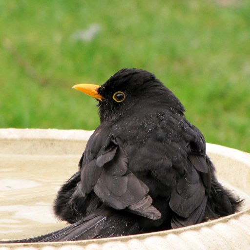 つぶやきは主に庭に来る野鳥のこと。
春～夏は初めて見た時から虜になったパフィンを眺めるため断崖に通うけれど普段はキッチン鳥見・お散歩鳥見が主。時折アザラシも見に行く。空・雲・虹・猫・真夜中の読書・旅行とバグパイプの音色がすき。