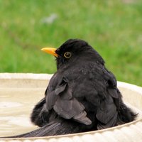 💙💛 binbird 💛💙(@Bird_Avenue) 's Twitter Profile Photo