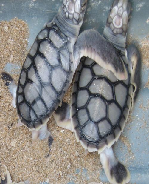TCampOz's profile picture. An exceptional experience in Far North Queensland, Australia - saving turtles, learning about leadership & global sustainability at an indigenous community.
