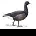 Goose (@I_am_a_goose) Twitter profile photo