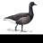 I_am_a_goose's profile image