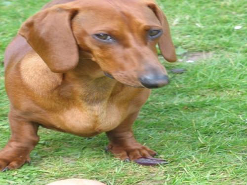 2 yr old dachshund living with 2 indulgent owners in rural bliss.  Likes: food; smells; the seaside.   Dislikes: lack of attention; losing my ball.