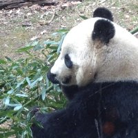 Ms. Clark (she, her, hers) (@msclarkpanda) 's Twitter Profile