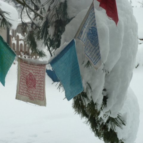 disaanders's profile picture. 