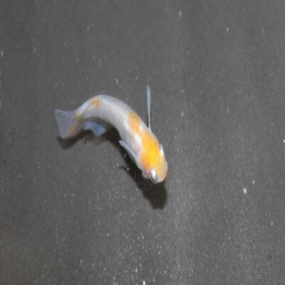 北九州めだかセンター 今日は雨のため金魚祭行けなかった ショボーン 伝説のメダカ宮島小町あと二世代の交配で固定出来そうな気がするような 笑 今日夜写真upします