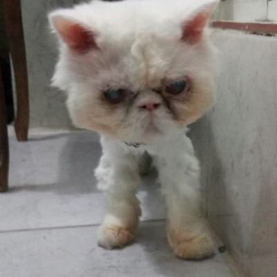 Danthewhitecat's profile picture. What if everything was anything.
