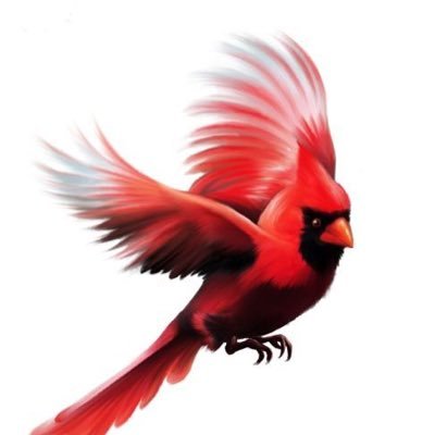 MsRedBird3 Profile Picture