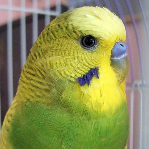 BudgieBoris's profile picture. A pudgy budgie who firmly believes that millet makes the world go 'round.