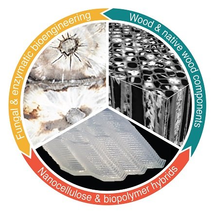 Part of @Empa_CH, within the @ETH domain 
Our research includes Bioengineered Wood, Cellulose Biohybrids and novel wood technologies #functionalmaterials