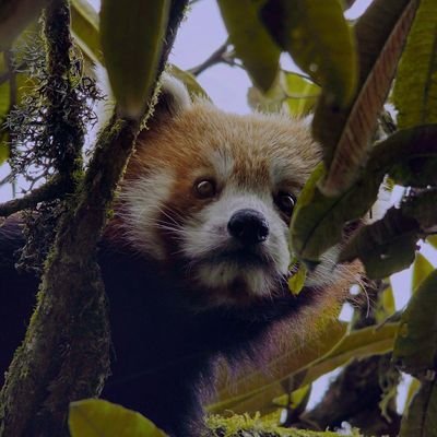 Official twitter account of the student BAFTA-shortlisted Red Panda Conservation documentary, 'The Firefox Guardian'. Directed by @GunjanMenon Watch here 📽️⬇️