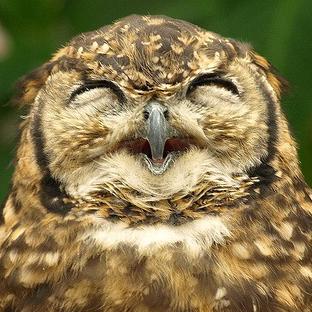 HungoverOwls's profile picture. Ohmygodshutthefuckup. Jesus shit.