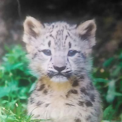 動物大好き､地元のラジオfmホット839fmサガミ、ﾘｽﾅｰしてます。ラジオネーム雪豹です。