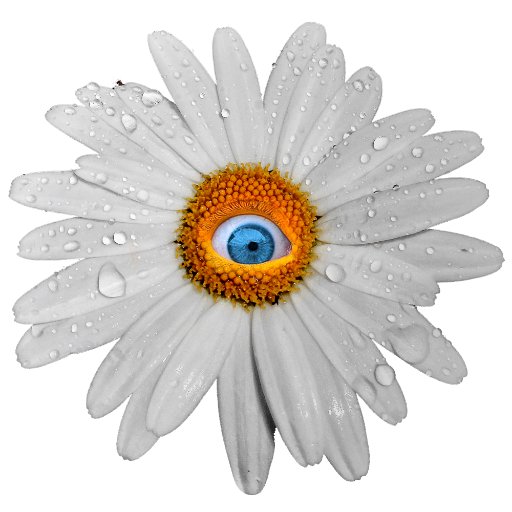 tidyeye's profile picture. Shutterbug