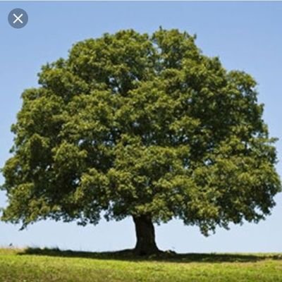 TreeFacts3's profile picture. Hey there, here you can find fun tree facts, hope you enjoy it and don't forget to follow....