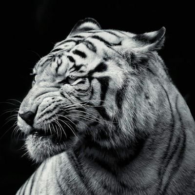 Whitetigersb Profile Picture