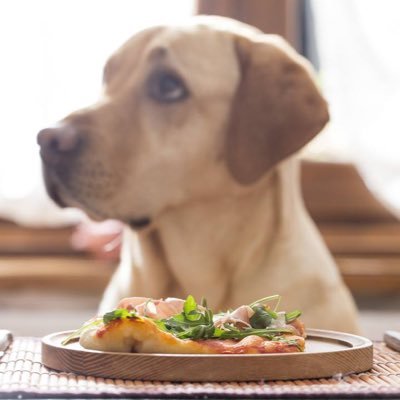 A gourmet Pet food store in Kensington london doing BIG SALES in our store and online for your gourmet pet food to be delivered ASAP.Account got hacked at 4K.